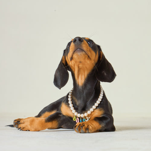 Breakaway Faux Pearl for Dogs