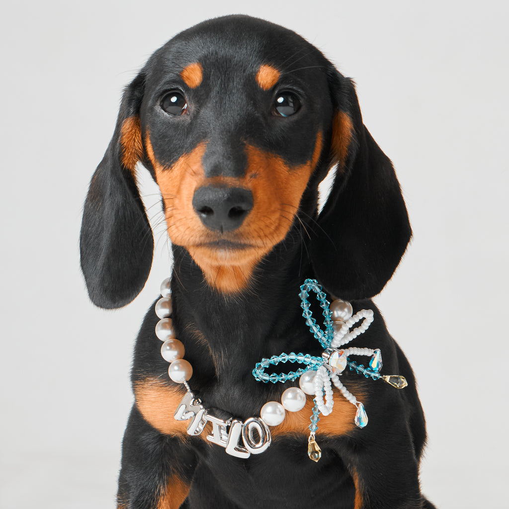 Little Gift Necklace for Dogs