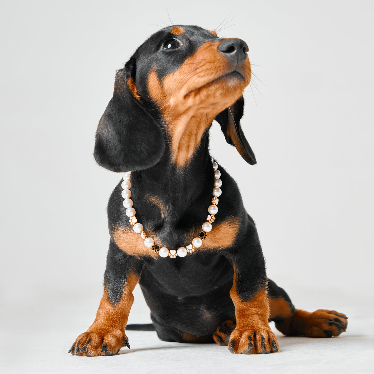 Customizable Pearl Paw Necklace for Dogs